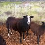 Organic Zwartble Hogget Rams & Ram Lambs Image 2