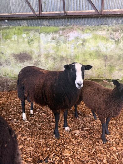 Organic Zwartble Hogget Rams & Ram Lambs