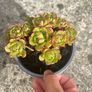 plant Image 3