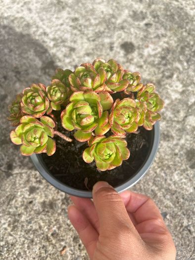 plant