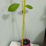 Avocado Tree Image 4