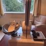 Vintage ASCO Counter Shop Scales - Working Order with Weights & Scoop Image 4