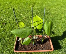 Monstera Deliciosa House Plant x 3 in Rectangular Window Planter