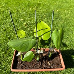 Monstera Deliciosa House Plant x 3 in Rectangular Window Planter