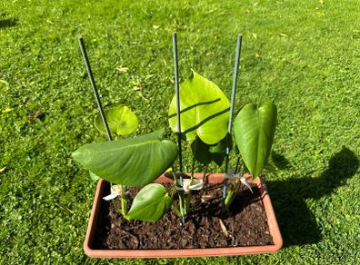 Monstera Deliciosa House Plant x 3 in Rectangular Window Planter