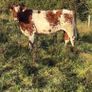 x20 heifers for sale at Ballymahon Mart Image 3