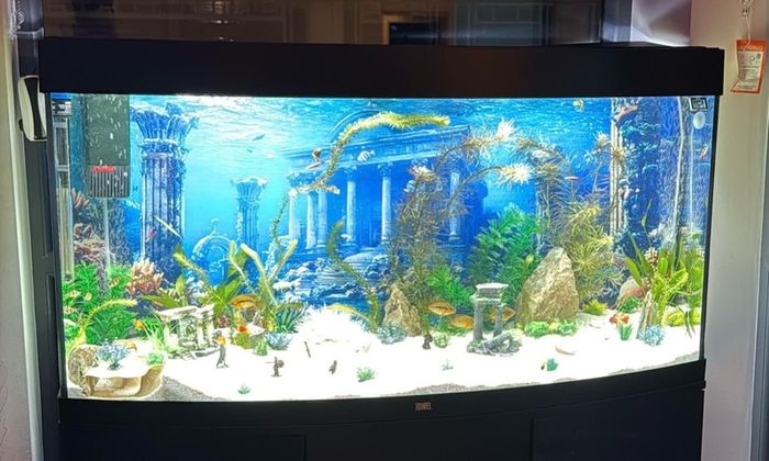 Juwel Vision 260 Aquarium Full Setup