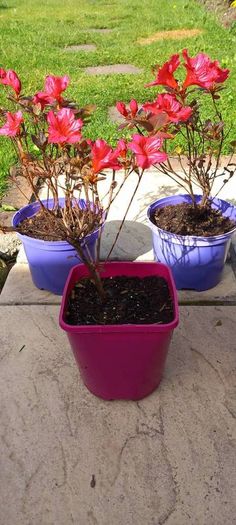 AZAELA plants