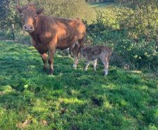 Incalf Heifers for sale