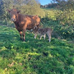 Incalf Heifers for sale