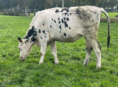Pedigree holestin hefiers