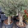 olive tree Image 8