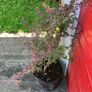 Japanese Barberry (shrub) Image 2