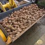 Campion Beet Washer Image 2