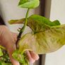 Syngonium Confetti Tricolor plant Image 4