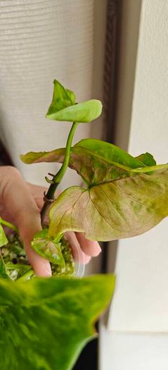 Syngonium Confetti Tricolor plant