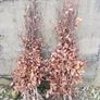 Copper Beech Hedging Image 4