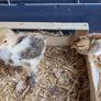 silkie chicks Image 2