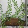24 Pack 168Ft Artificial Ivy Garland,Ivy Garland Fake vines UV Resistant Green Leaves Fake Plants Hanging Vine Plant for Wedding Party Garden Wall Room Decor Image 5