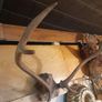 Vintage Red Deer Antlers Image 3