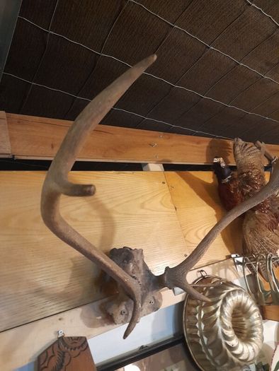 Vintage Red Deer Antlers