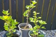 Pink gooseberry plants