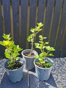 Pink gooseberry plants