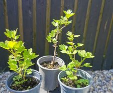 Pink gooseberry plants