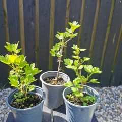 Pink gooseberry plants