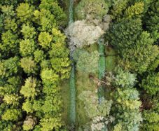 Forestry Consultancy & Professional Advice