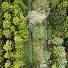 Forestry Consultancy & Professional Advice
