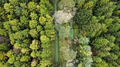 Forestry Consultancy & Professional Advice
