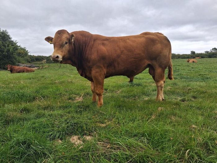PB  Loyal Limousin Bull,