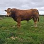 PB  Loyal Limousin Bull, Image 5