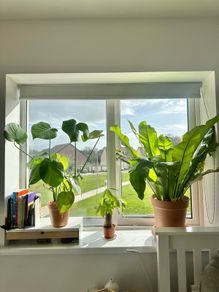 plants