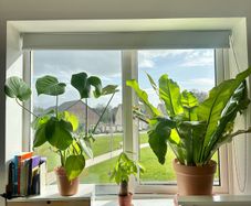 plants