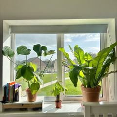 plants