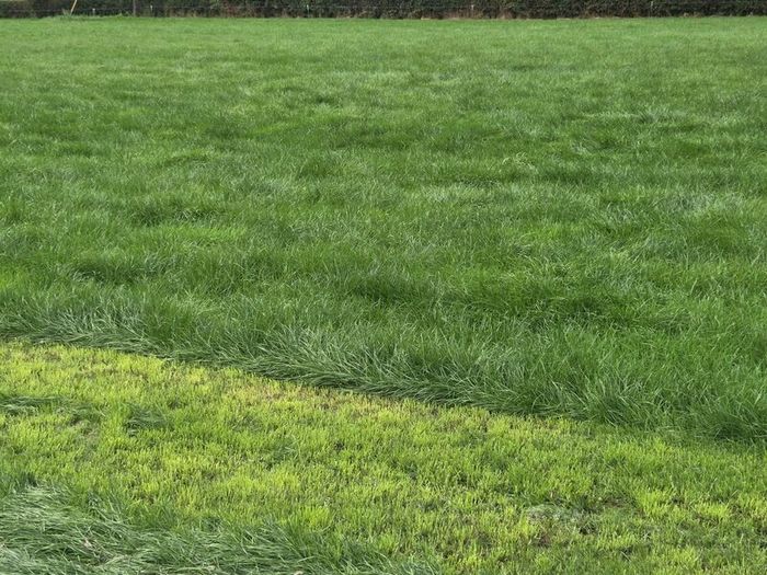 Grass for zero grazing Rockcorry/ Cootehill