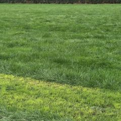 Grass for zero grazing Rockcorry/ Cootehill