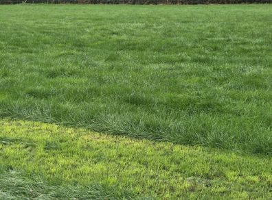 Grass for zero grazing Rockcorry/ Cootehill