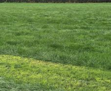 Grass for zero grazing