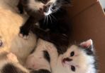 4 kittens
