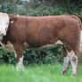 Simmental X Heifers for sale Image 2
