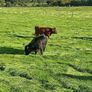 Dexter heifers and bulls Image 9