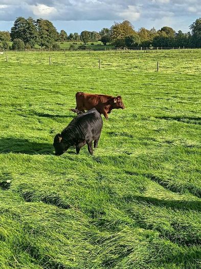 Dexter heifers and bulls