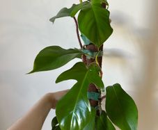 plant