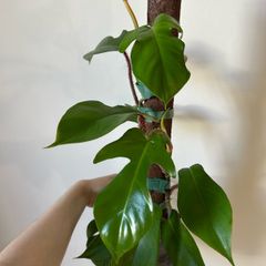 plant
