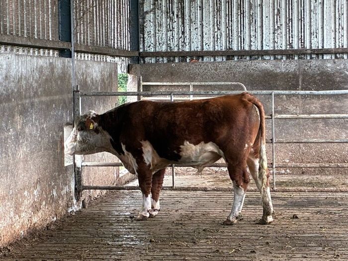 Hereford bull organic