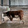 Hereford bull organic Image 6