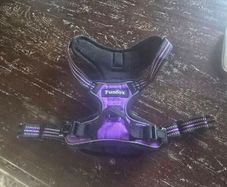 dog harness